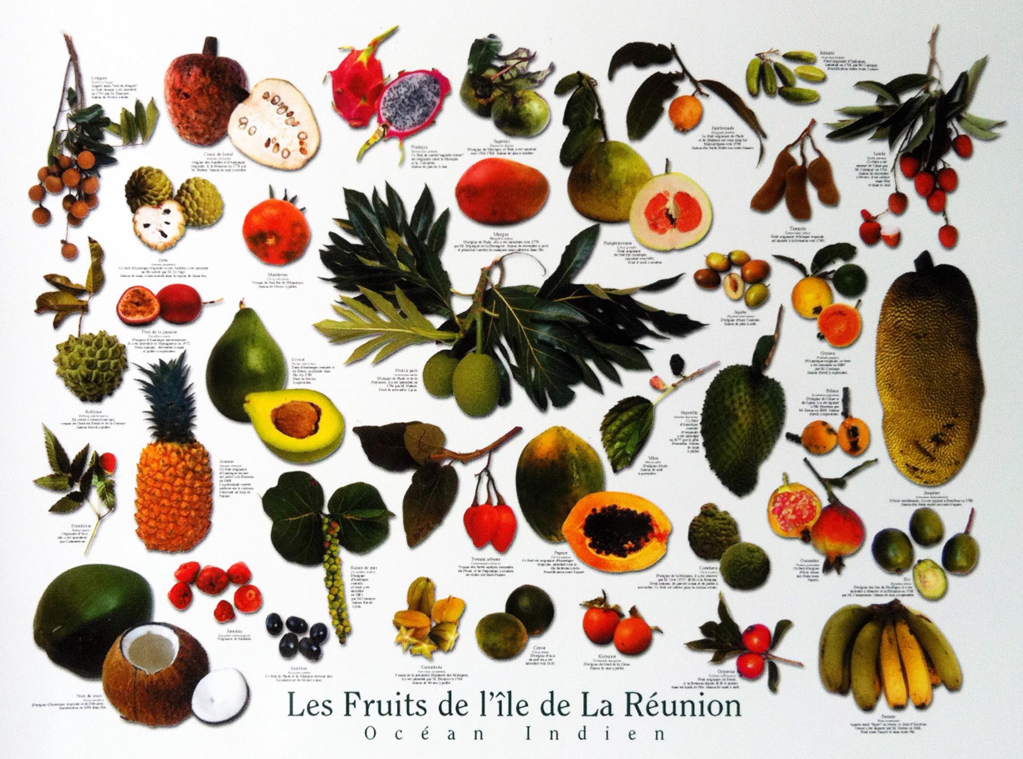 Fruit Commencant Par La Lettre E