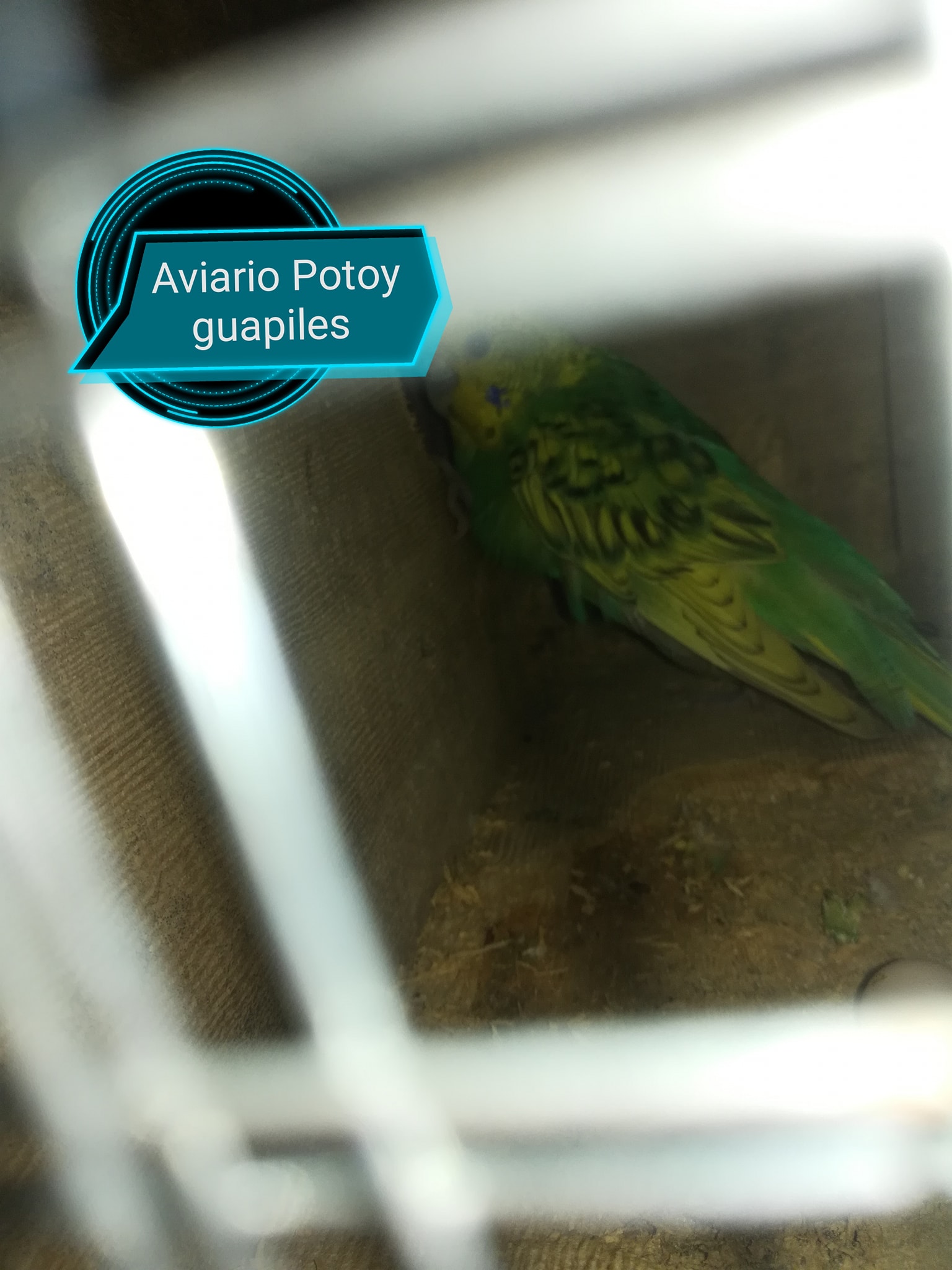 El proceso de una nidada...... - Aviario Potoy guapiles,limón