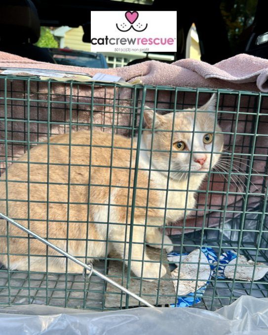 Cat Crew Rescue - Cat Crew Rescue added a new photo.