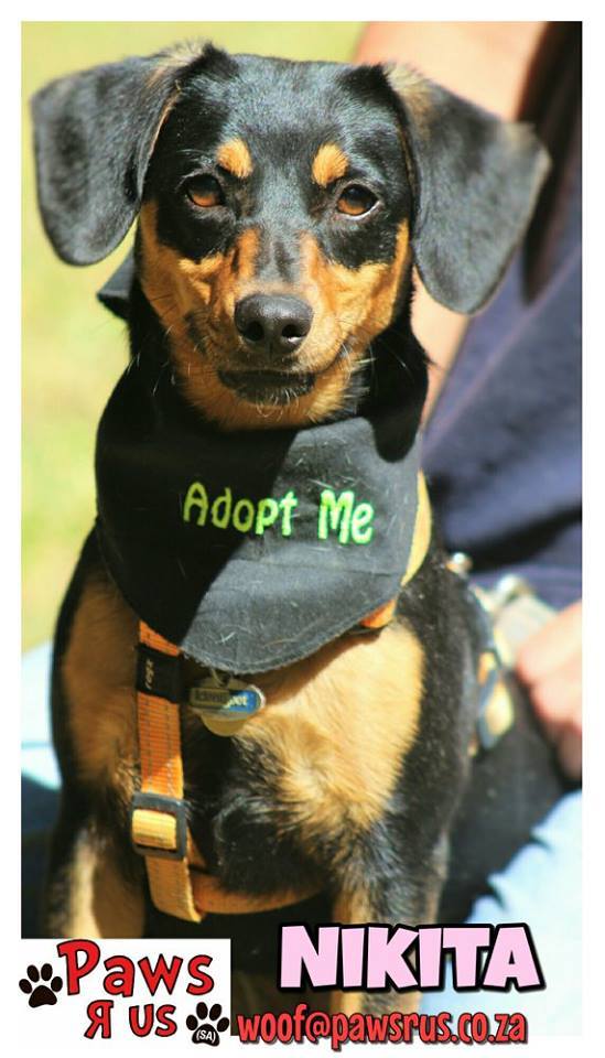 PAWS R US (SA) -... - Dachshunds in need in South Africa