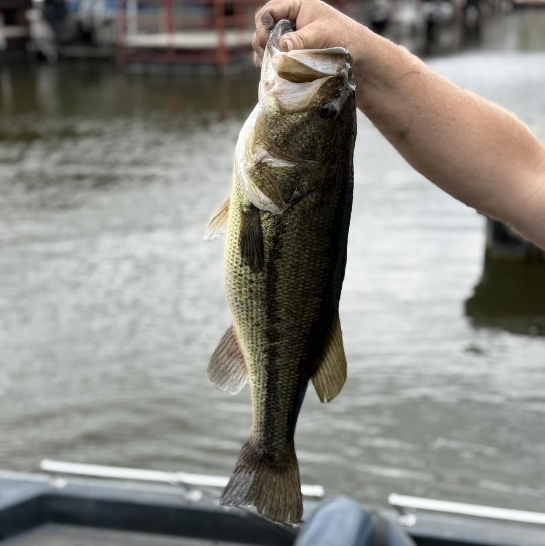 clear boxes for fishing Fishpond Tacky Pescador Fly Box - Your products shine through Are Barbed Fishing Hooks jwcustomrod Color:Clear/Red