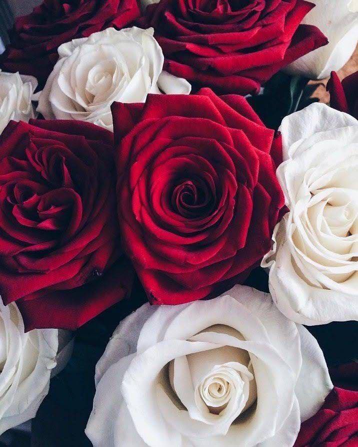 Beautiful Roses & Flowers 🌺 | Facebook