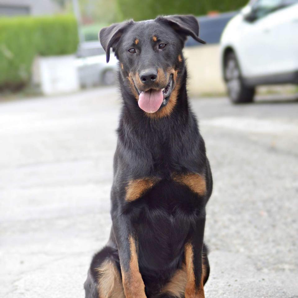 Beauceron, Bas rouge, berger de beauce