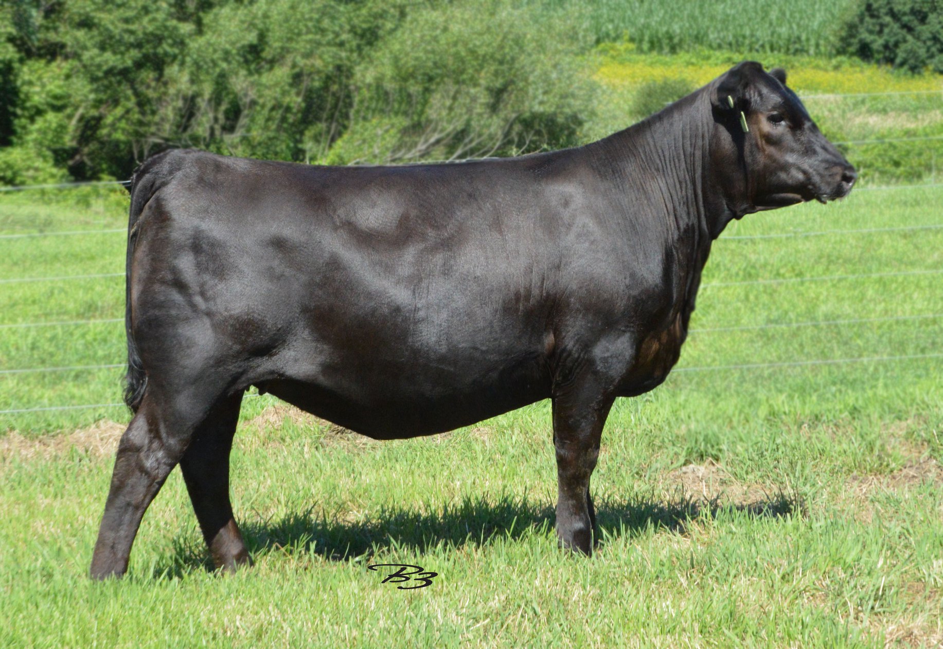 Riley - RB Lady Blaster 412-7532 (Reg# 19094973) https://www.angus.org ...