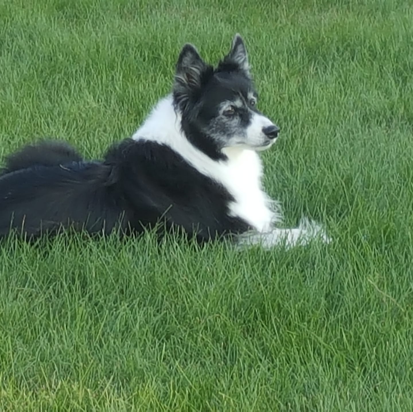 Ruby's Rescue & Retreat, NFP., McLean IL | Please delete if not allowed ...
