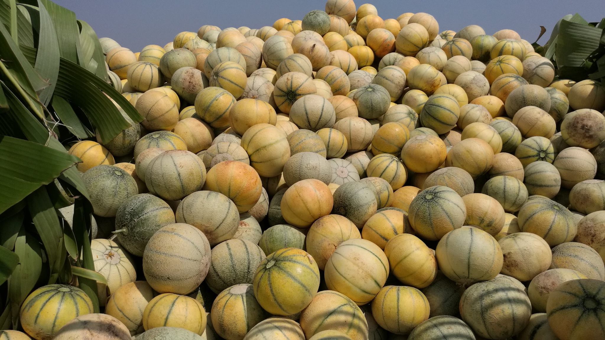 Reddy's Farms | Anantapur