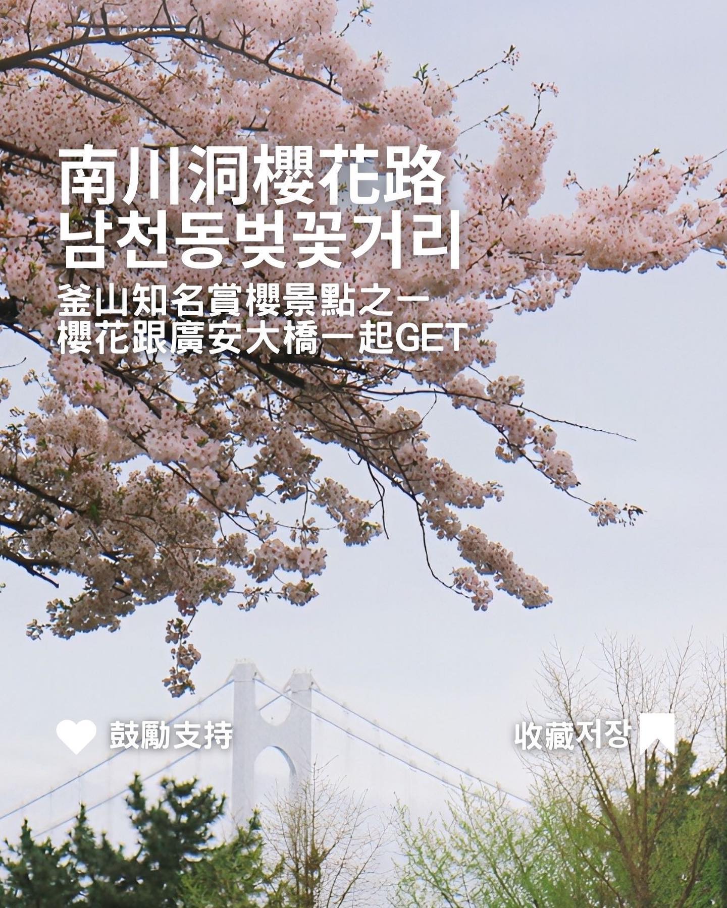 [釜山櫻花 南川洞櫻花路 남천동벚꽃거리]... - 台灣安姨的韓國安居日常 대만 이모앤의 한국 life