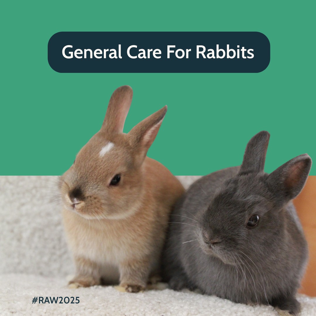 Orchard - Rabbits are social creatures and should be kept in pairs ...