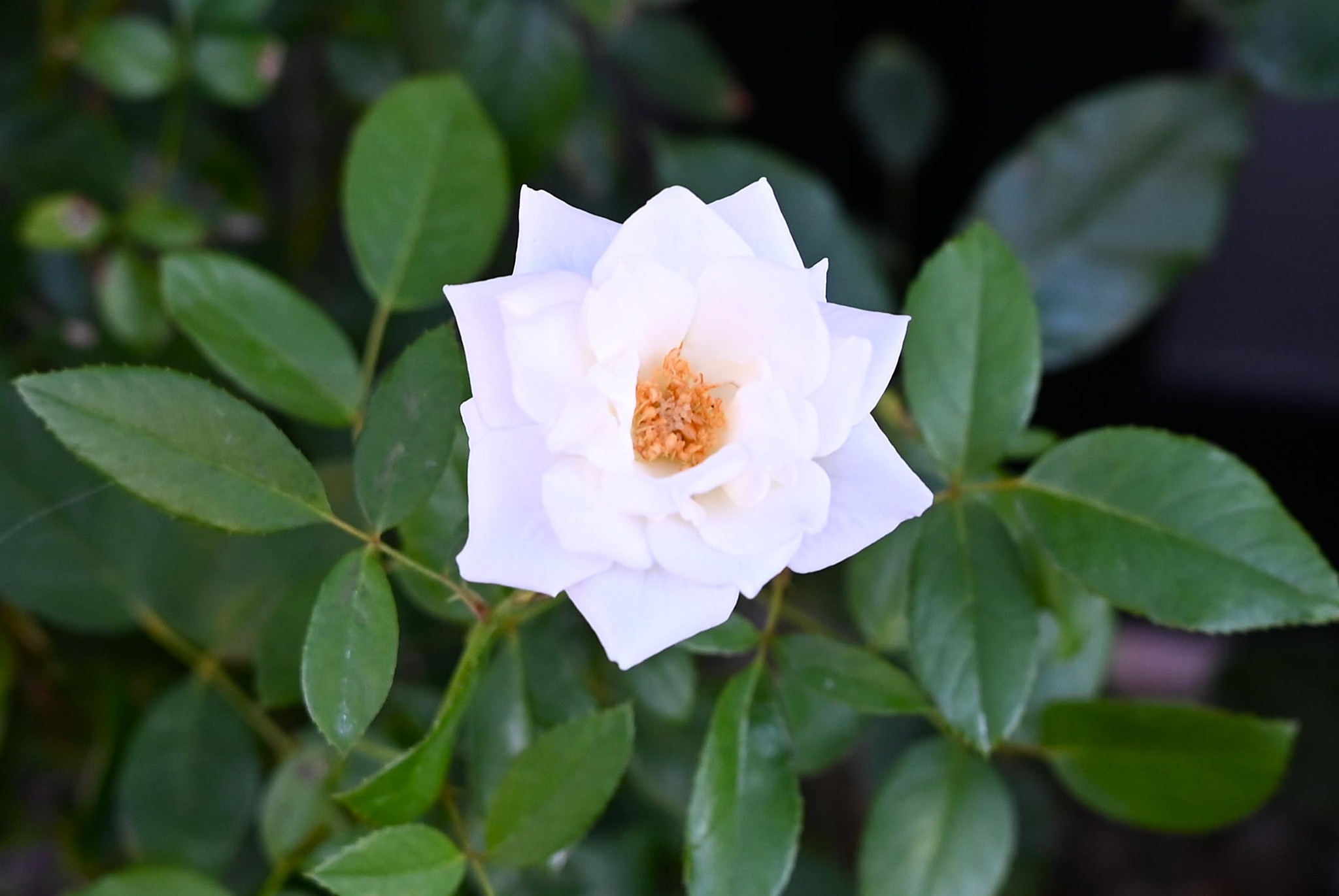薔薇を愛するグループ | 庭のバラ 一番花を終え疎らな花数 猛暑に耐え元気にねと期待するのみ 2025.7.24 AM7:30 秋田県湯沢市倉 ...