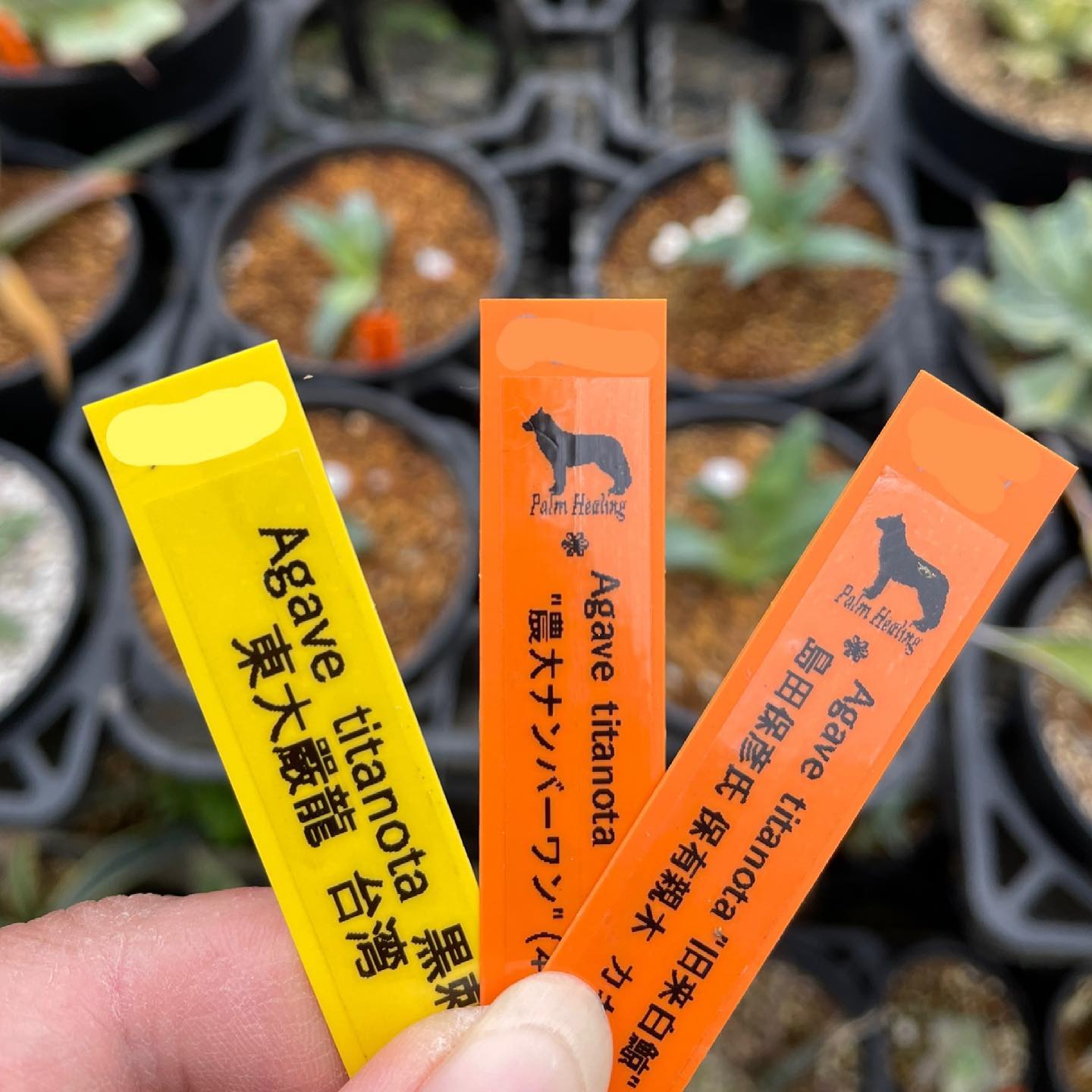 Palm - ❃ 子株外して販売中? * #palmhealing #埼玉県 #羽生市 #ヤシ 