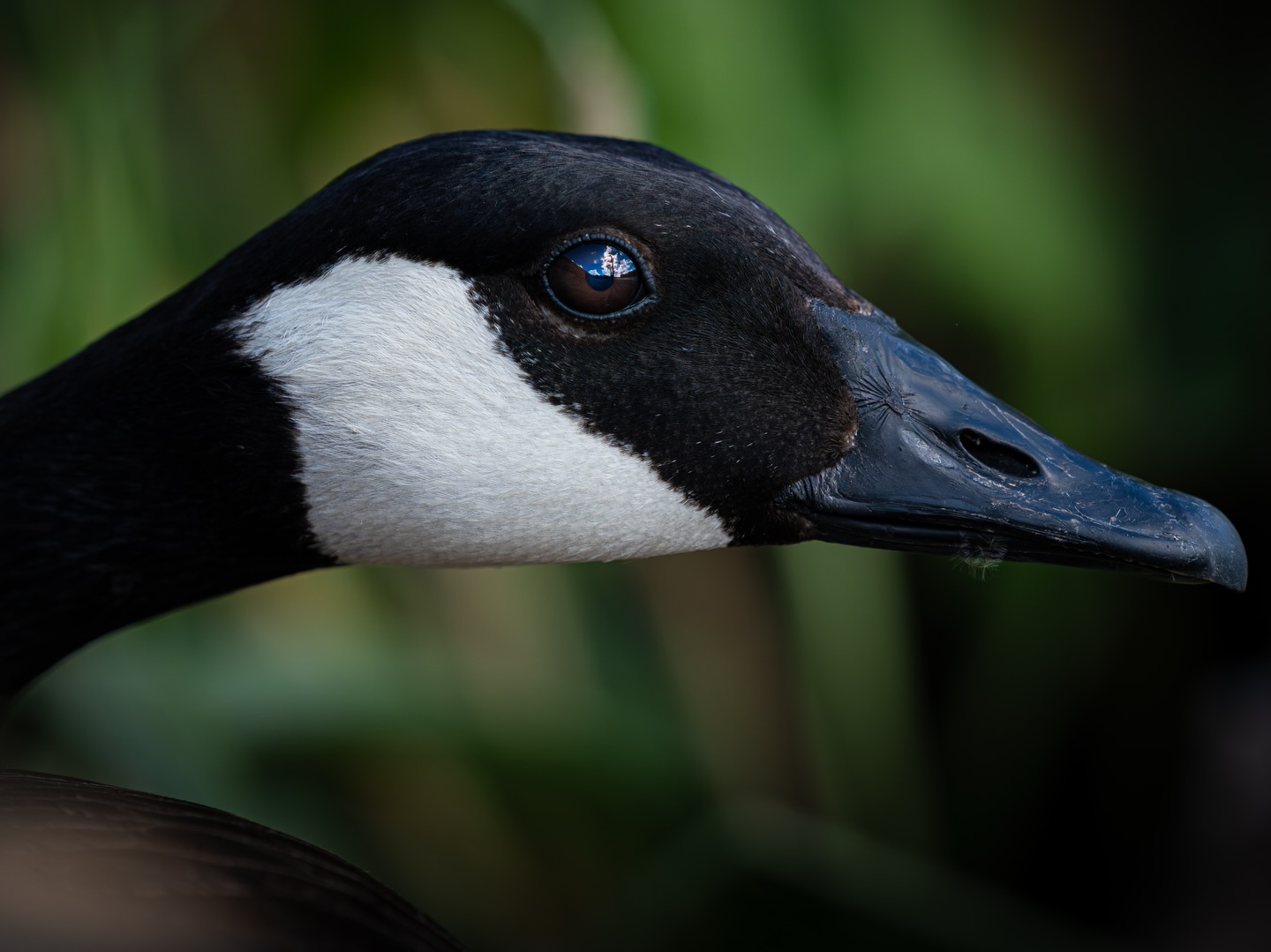 Canadian Goose on Blackhawk Lake. Coarsegold, CA 