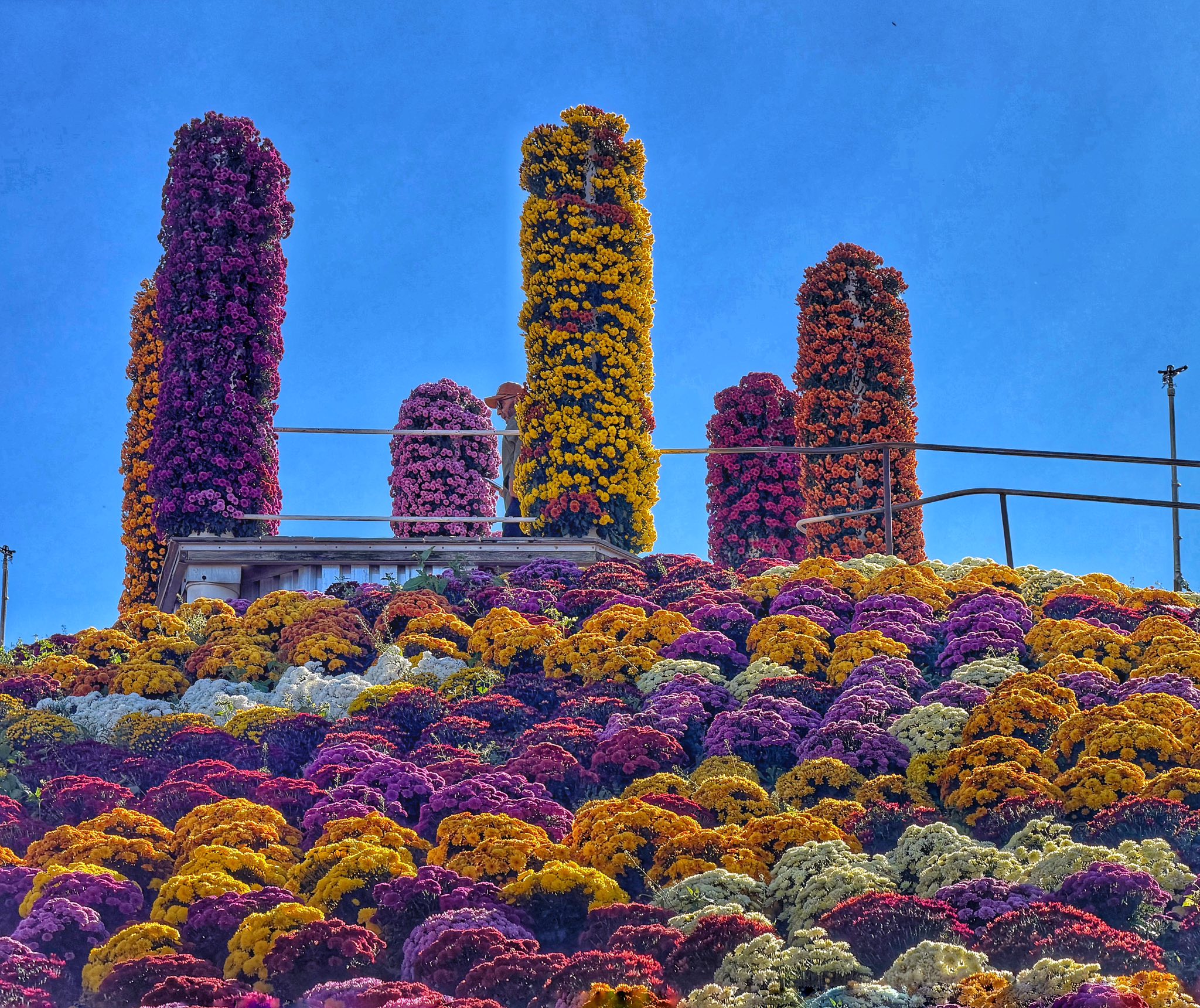 Ott's Exotic Plants' stunning mum mountain in Philadelphia