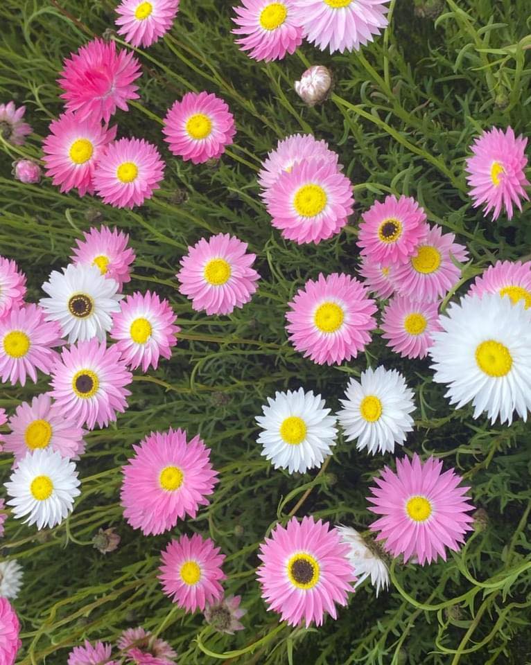 Lucinda’s Everlasting Open Day