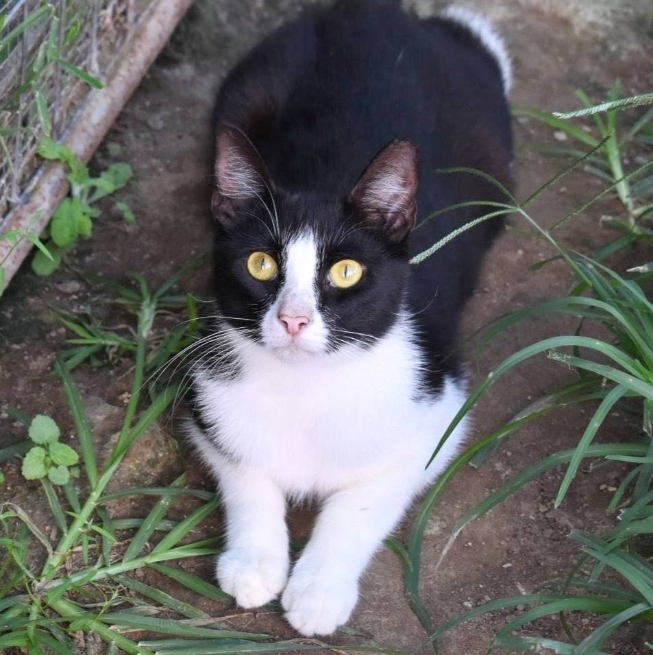 Bush - Oscar over a year in care | Facebook