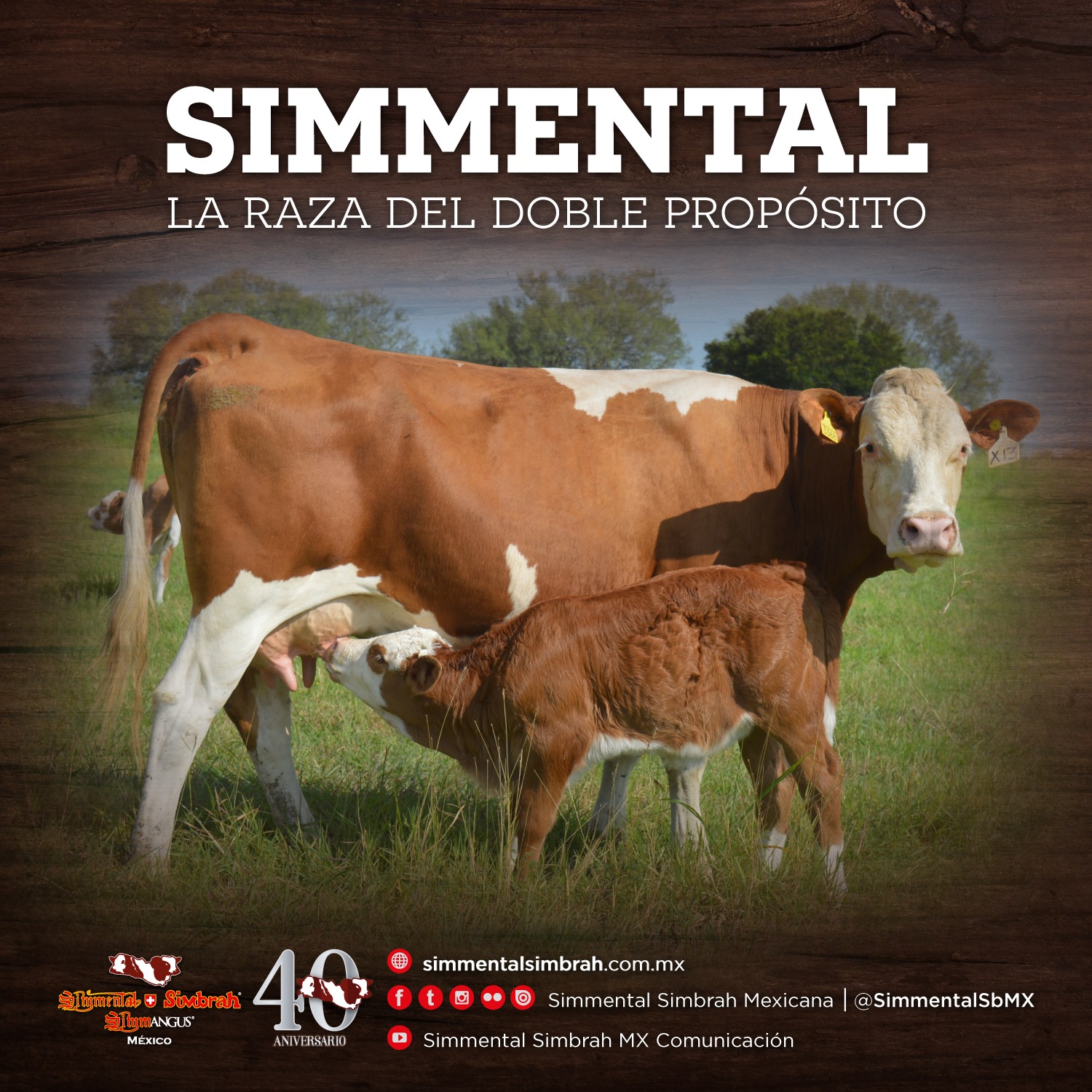 Simmental la Raza de doble... - Simmental Simbrah Mexicana | Facebook