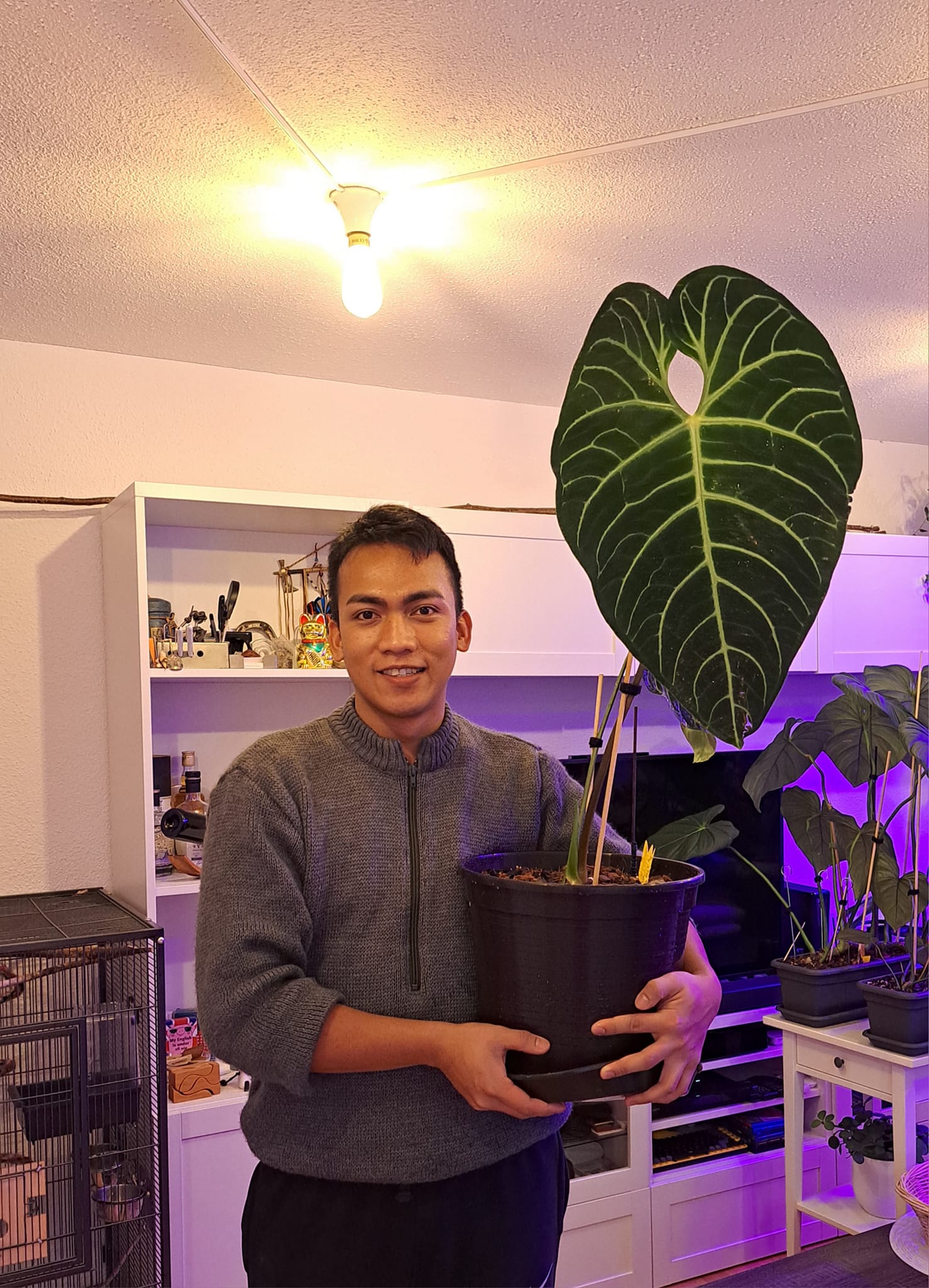 Anthurium #Regale ☺️☘️