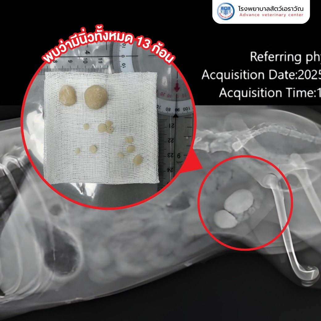 โรงพยาบาลสัตว์เอราวัณ - สารน้ำ lactate ringer solution กับ acetate ...