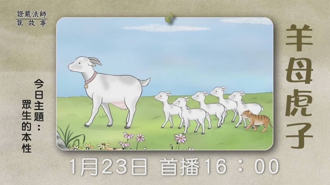 慈濟＠新竹 - 1/23 羊母虎子 深山裡的母虎剛生產完，被經過的獵人射殺抬走，一位農夫經過將虎子抱回，與羊群一起飼養，他們可以和平相處嗎 ...