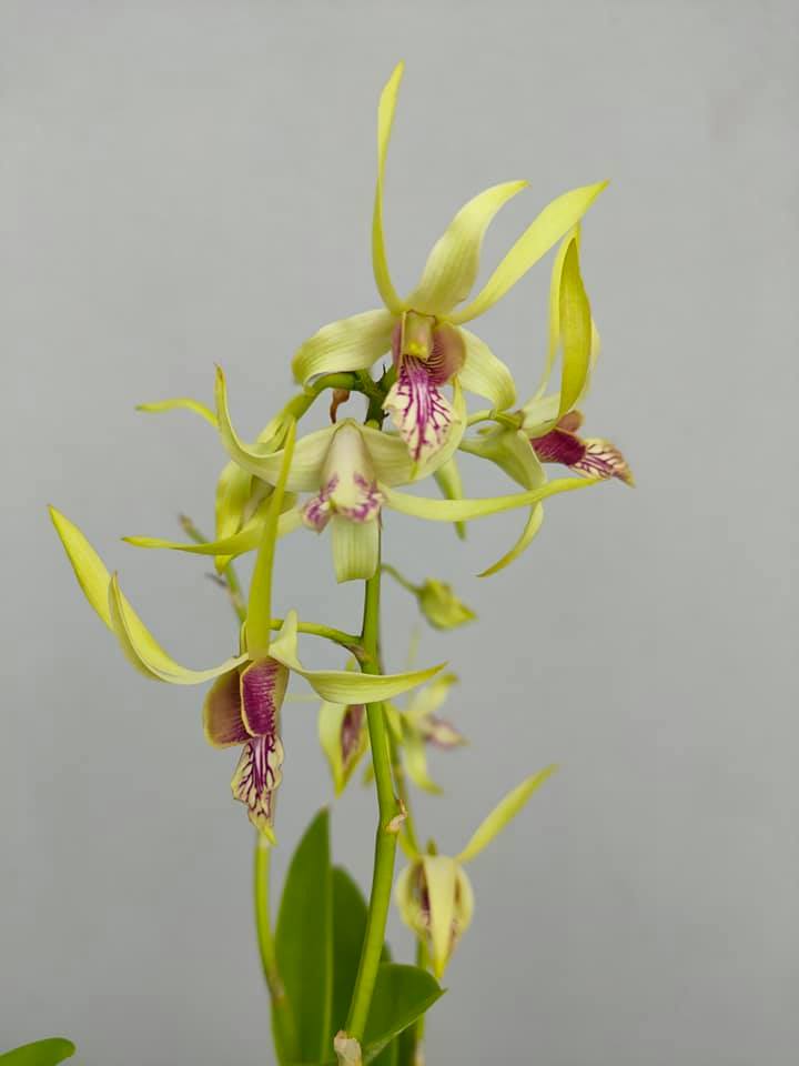 Elevate Agro - Meet the GREEN. Dendrobium Rabbit Green...