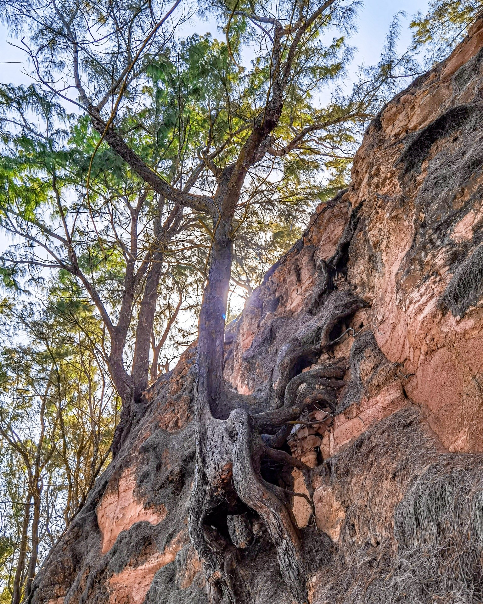 Develop roots so strong That even if... - Trees of Mauritius | Facebook