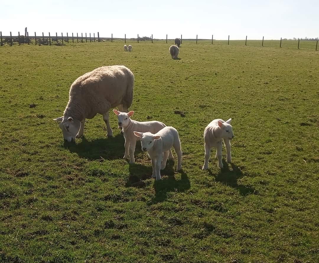 https://jkcip.... - District Sheep Husbandry Office Baramulla | Facebook