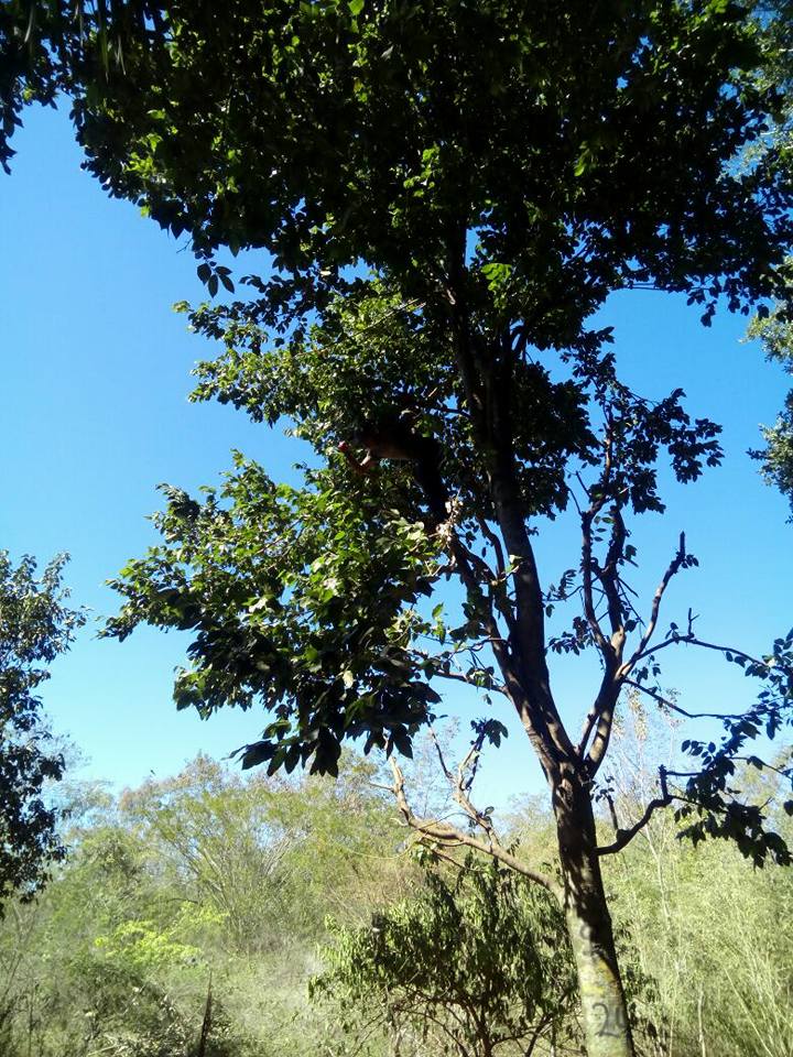 El maravilloso ÁRBOL DE RAMON además... - Huevo 100% fresco