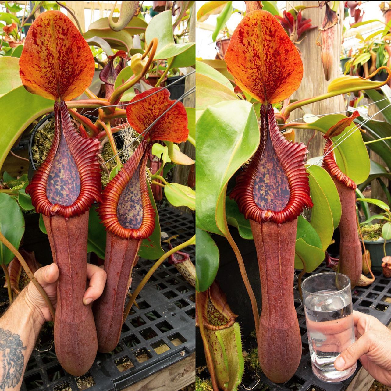 Nepenthes truncata x edwardsiana EP from @redleafexotics