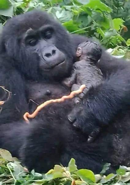 A couple more of the new Gorilla