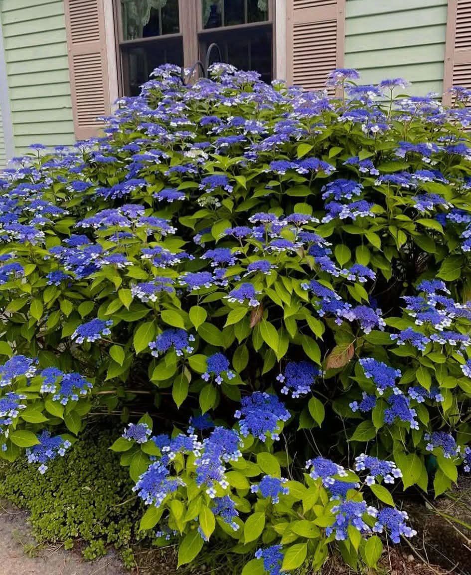 By chance, does anyone know the variety or name of this Japanese