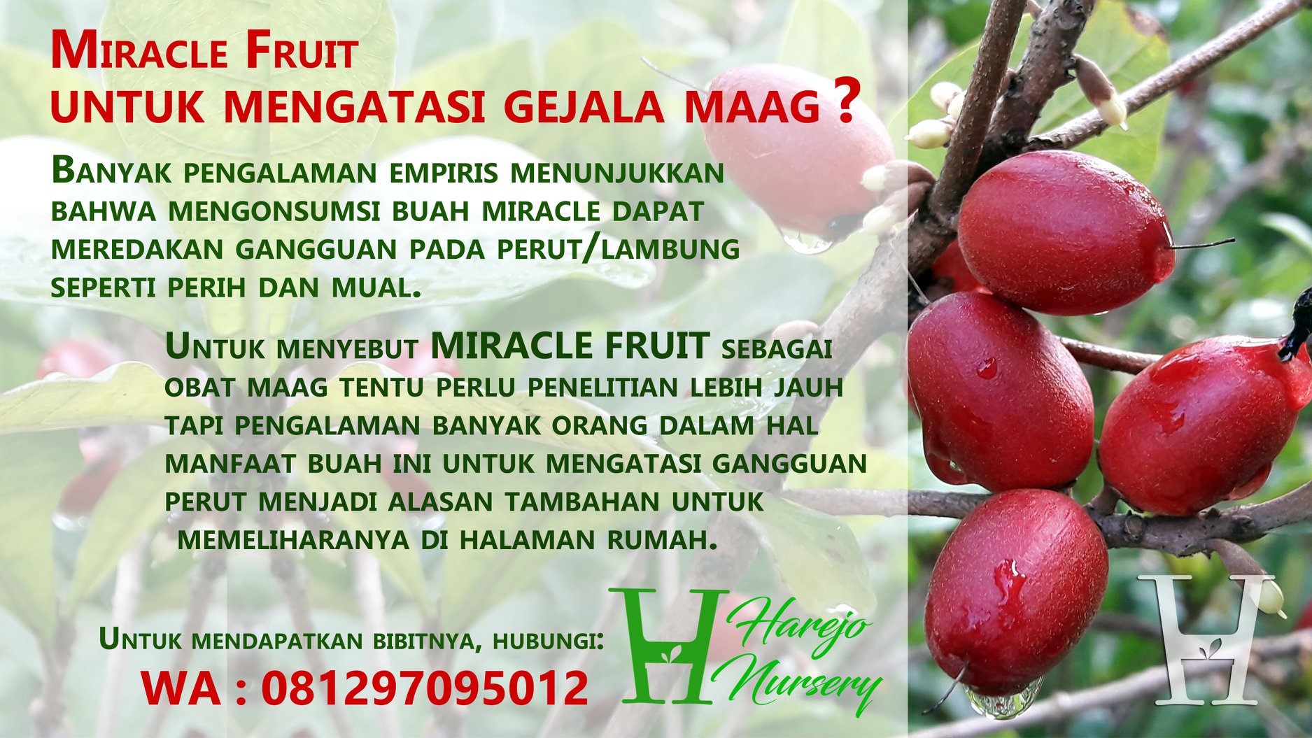 Buah Ajaib