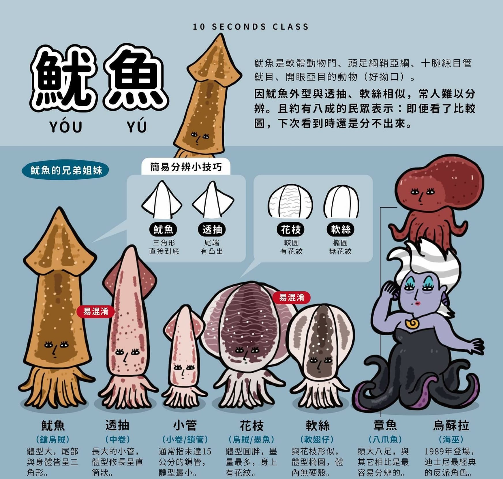 🐙🐙親愛的您知道🐙🐙 魷魚~花枝 ~透抽（中卷）~小管... - 平和會館 & Peace Coffee | Facebook