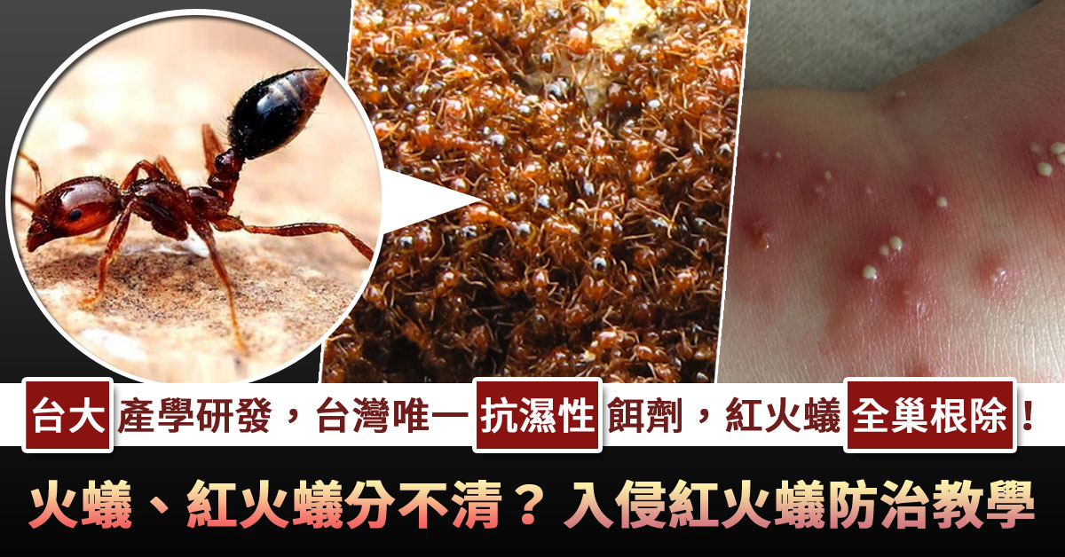 火蟻、紅火蟻分不清嗎? 如果遇到入侵紅火蟻怎麼辦? -... - 中西購安心-中西化學-世界環境用藥專家
