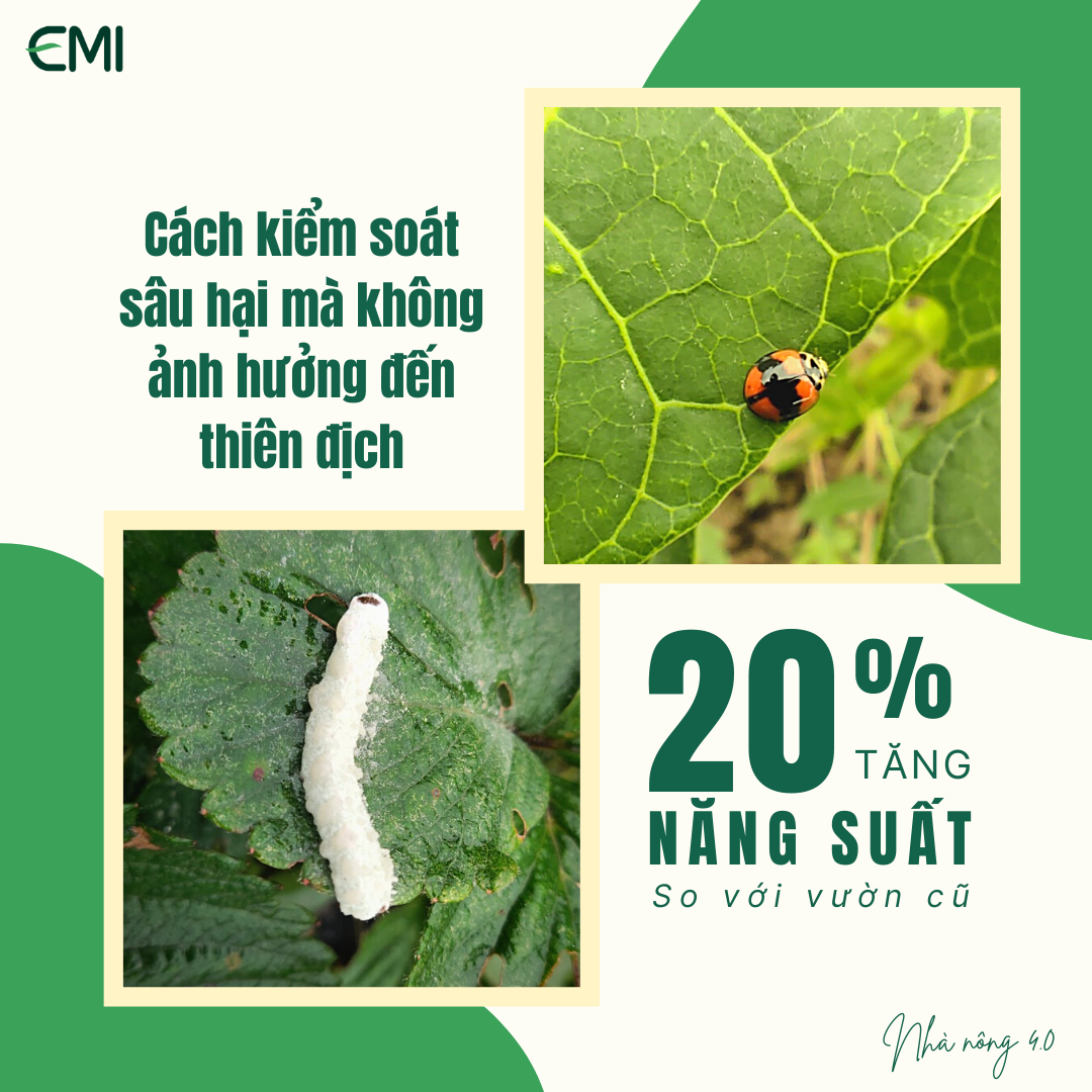 Vòng đời của bọ rùa | Bọ rùa (ladybug) - Coccinellidae phổ biến có kích ...