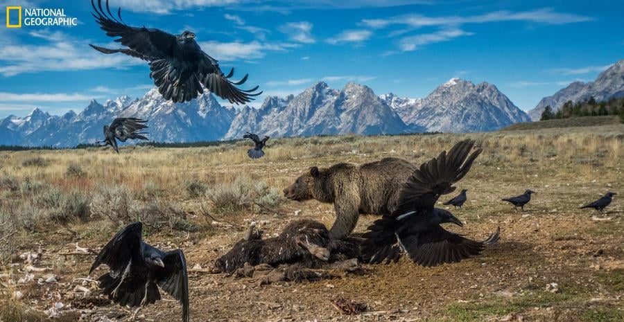 National Geographic's 50 greatest wildlife photographs