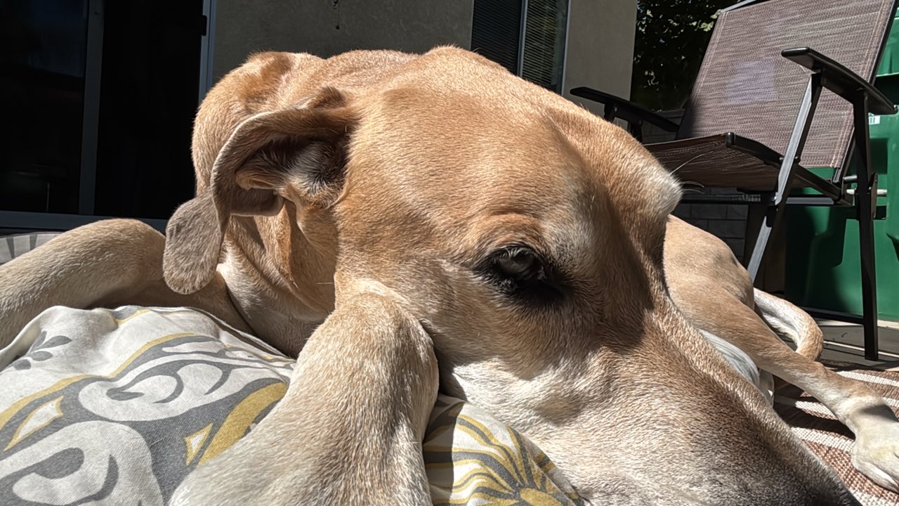How to Remove Skin Tag on Dog'S Eye: Simple Steps