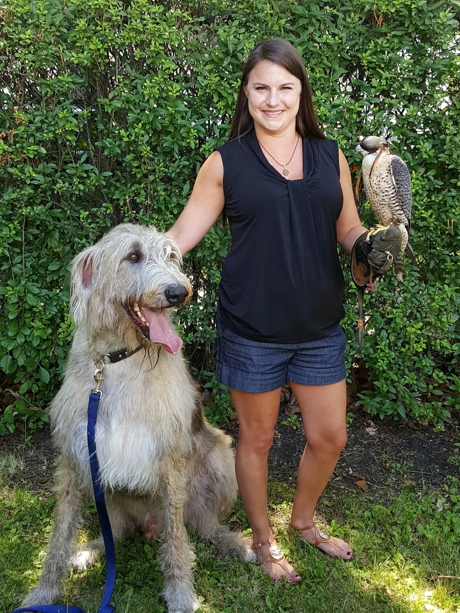 Meet Franklin, my gentle Irish Wolfhound