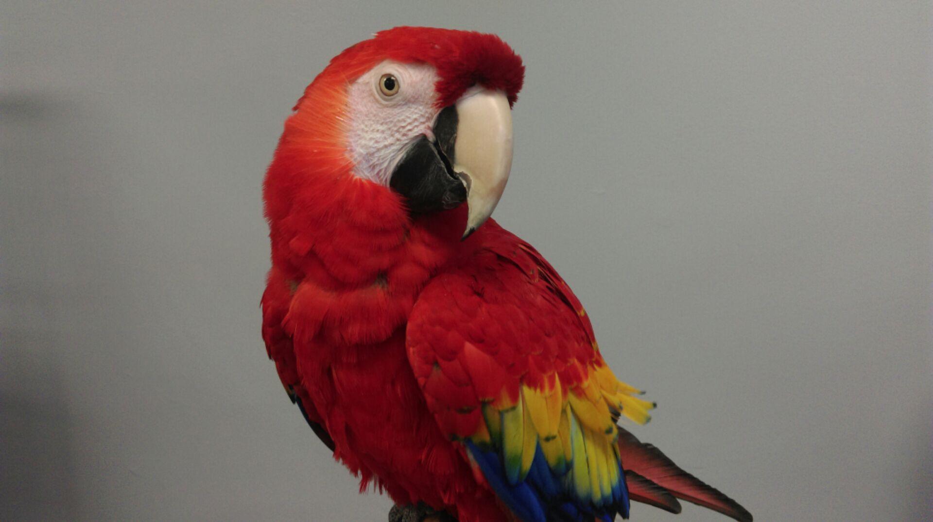 Bird Splats - What color is your car? Apparently birds splat some ...