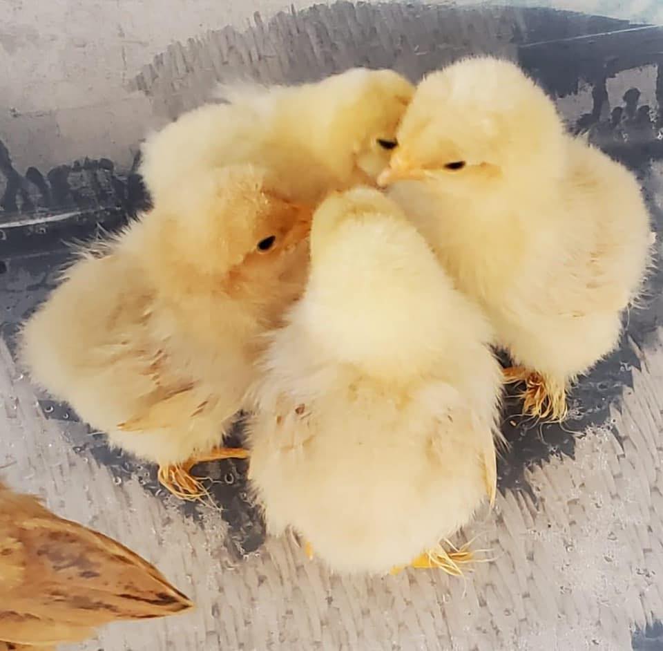 Chicks R Us Magnolia Hatchery | Tishomingo MS