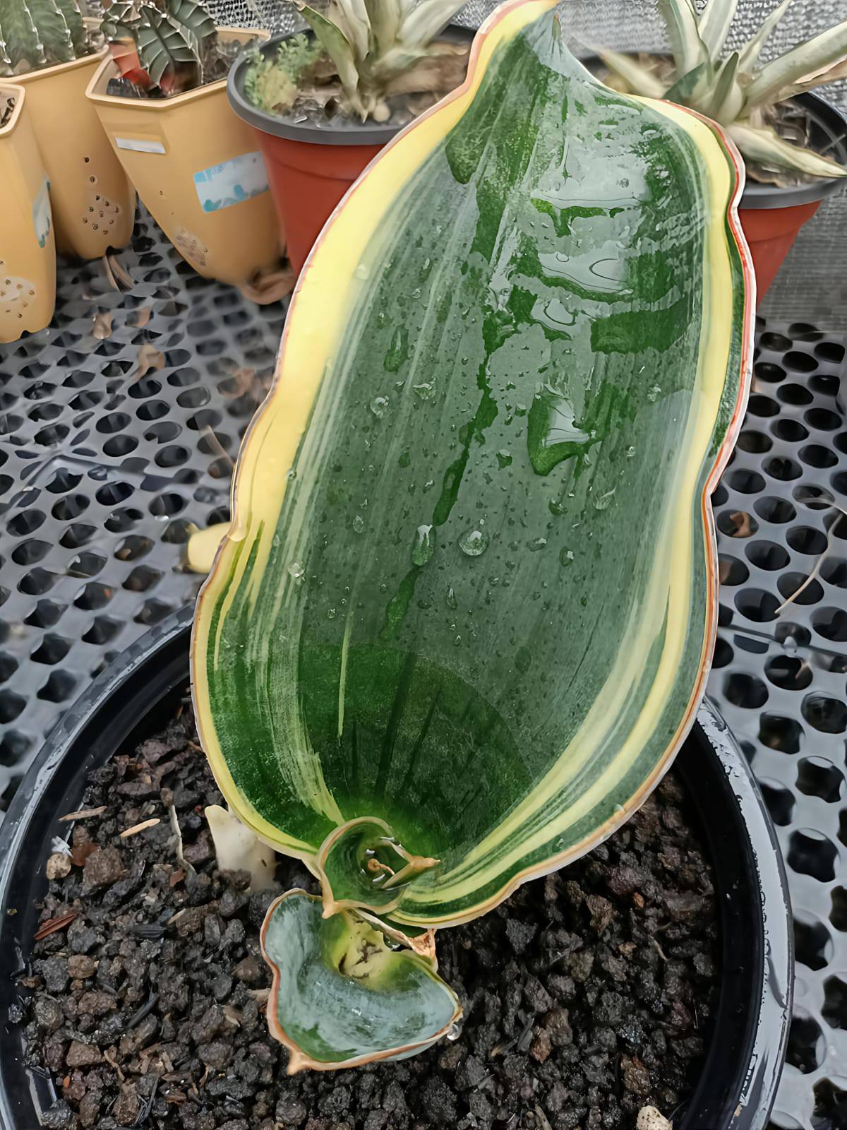Sansevieria Harare Dragon Black plant