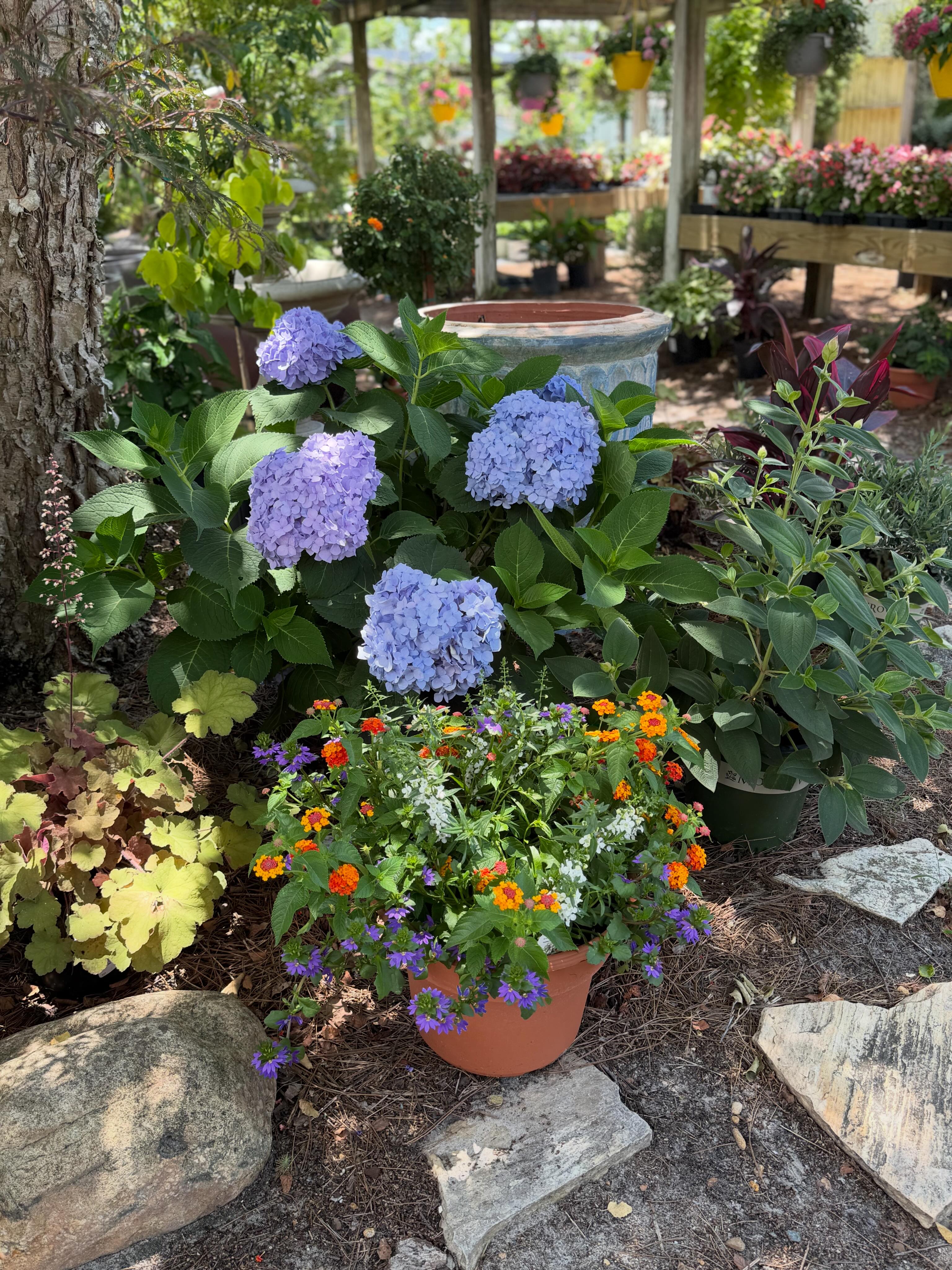 Double the 💕! #philipsgardenstore #monroviaplants