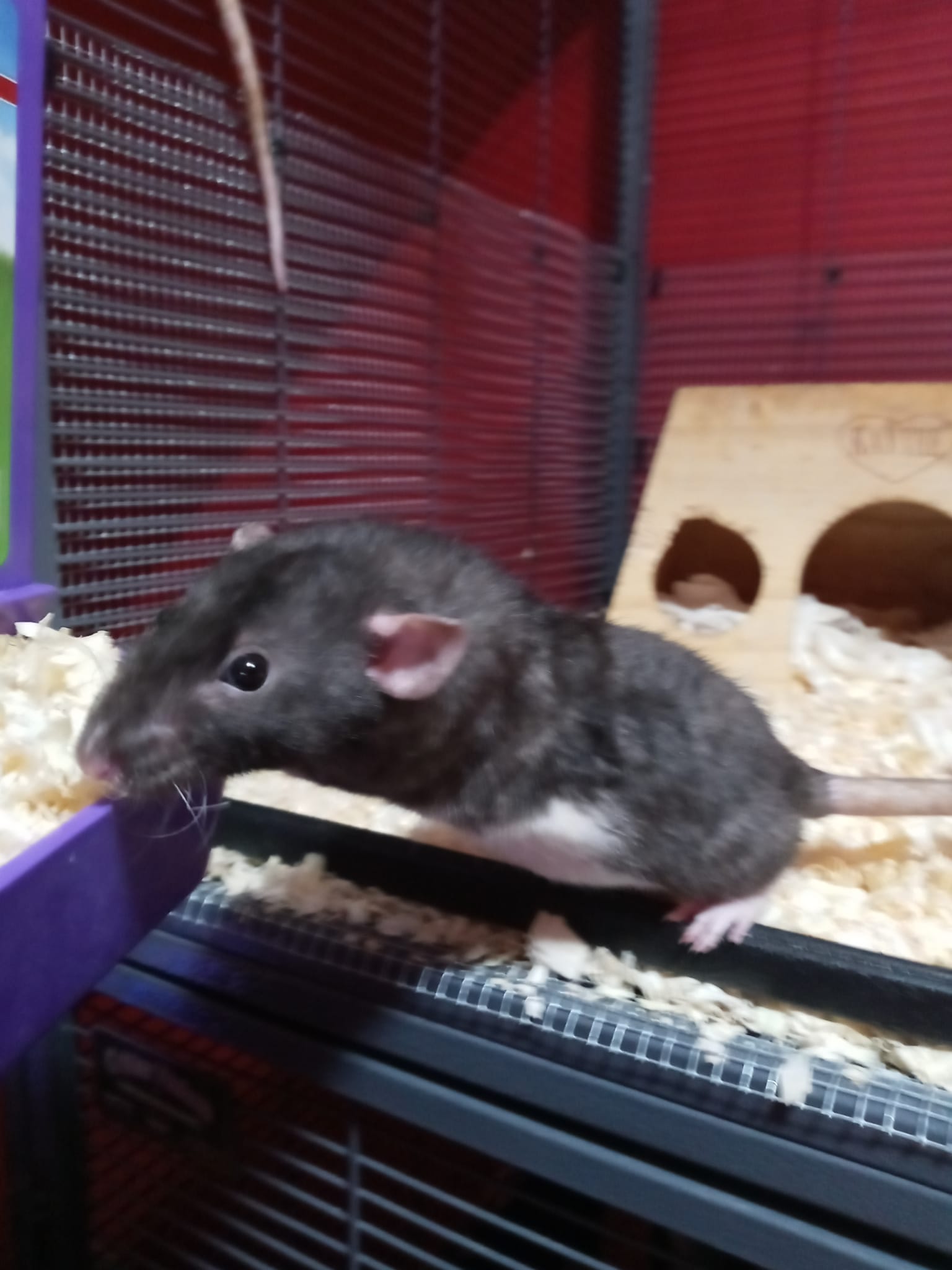 Tails of Talos Rattery | New Britain CT