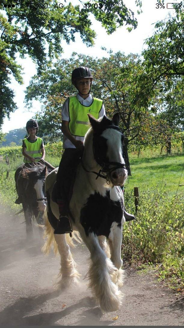 Boxley Riding School added a new... - Boxley Riding School