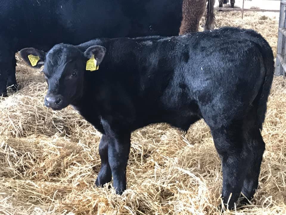 The calves off LG Elgin look very... - Rawburn Aberdeen Angus