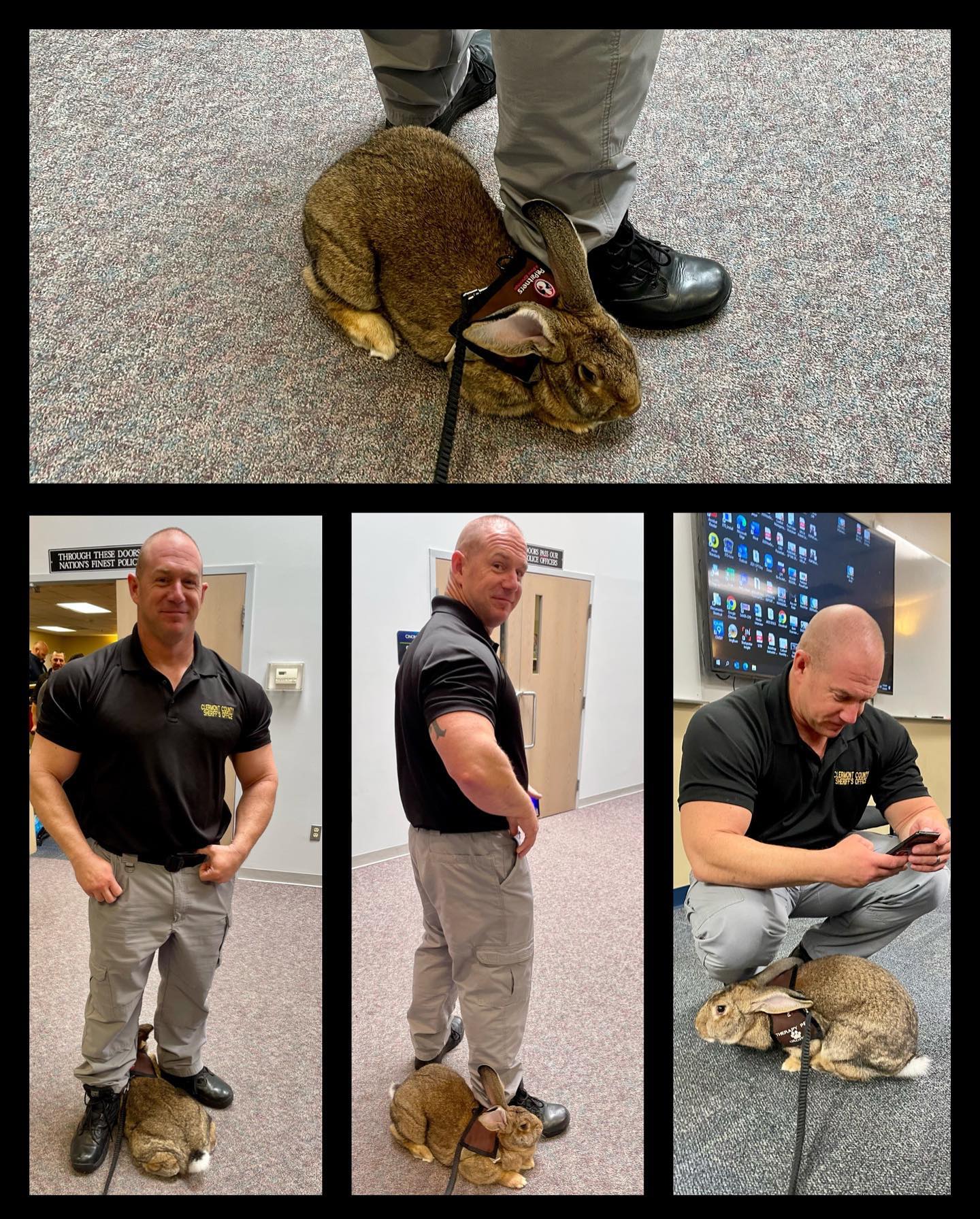 George made some friends at the... - Therapy Rabbit George | Facebook
