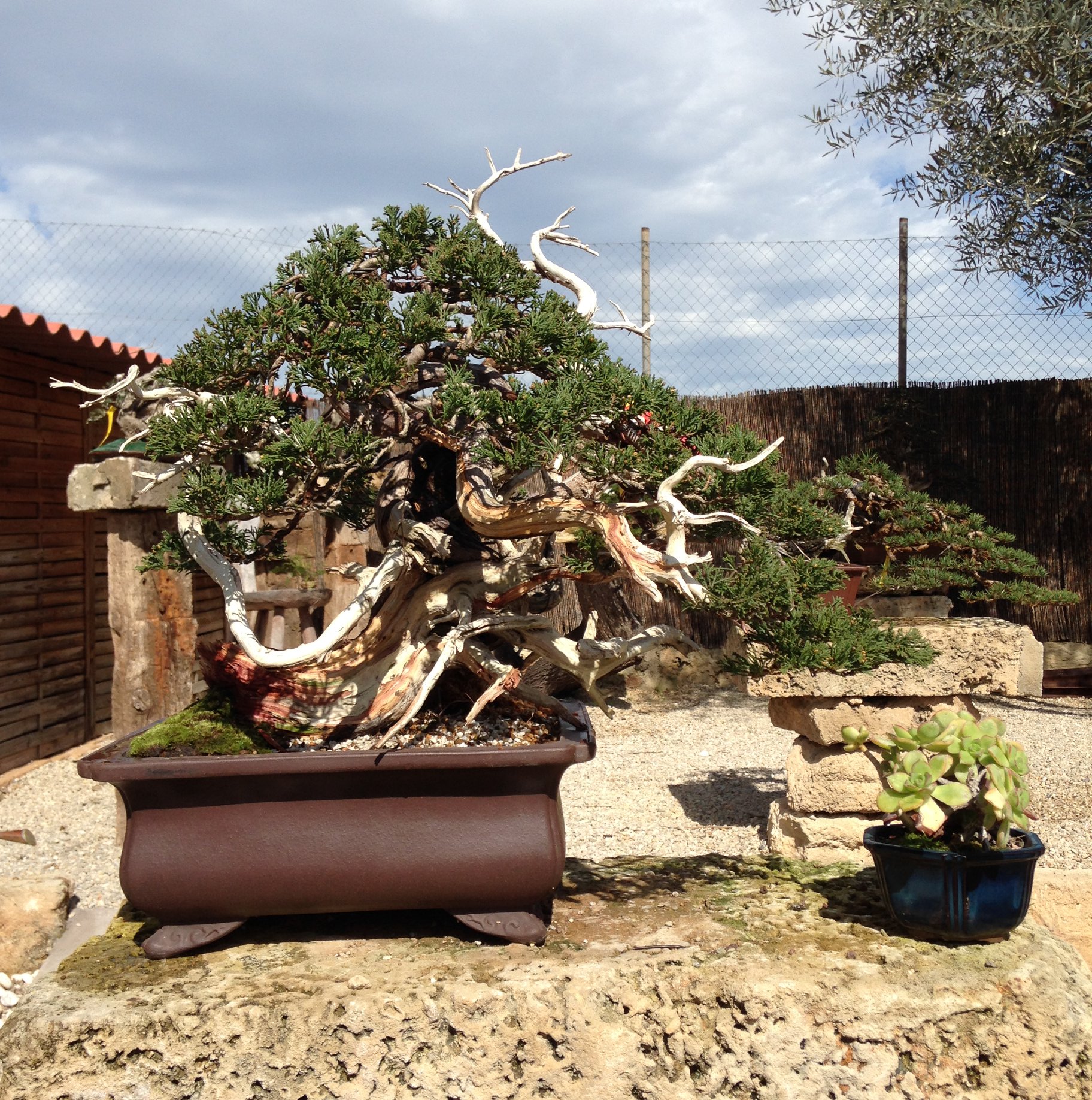 inspira-bonsai-palma-de-mallorca