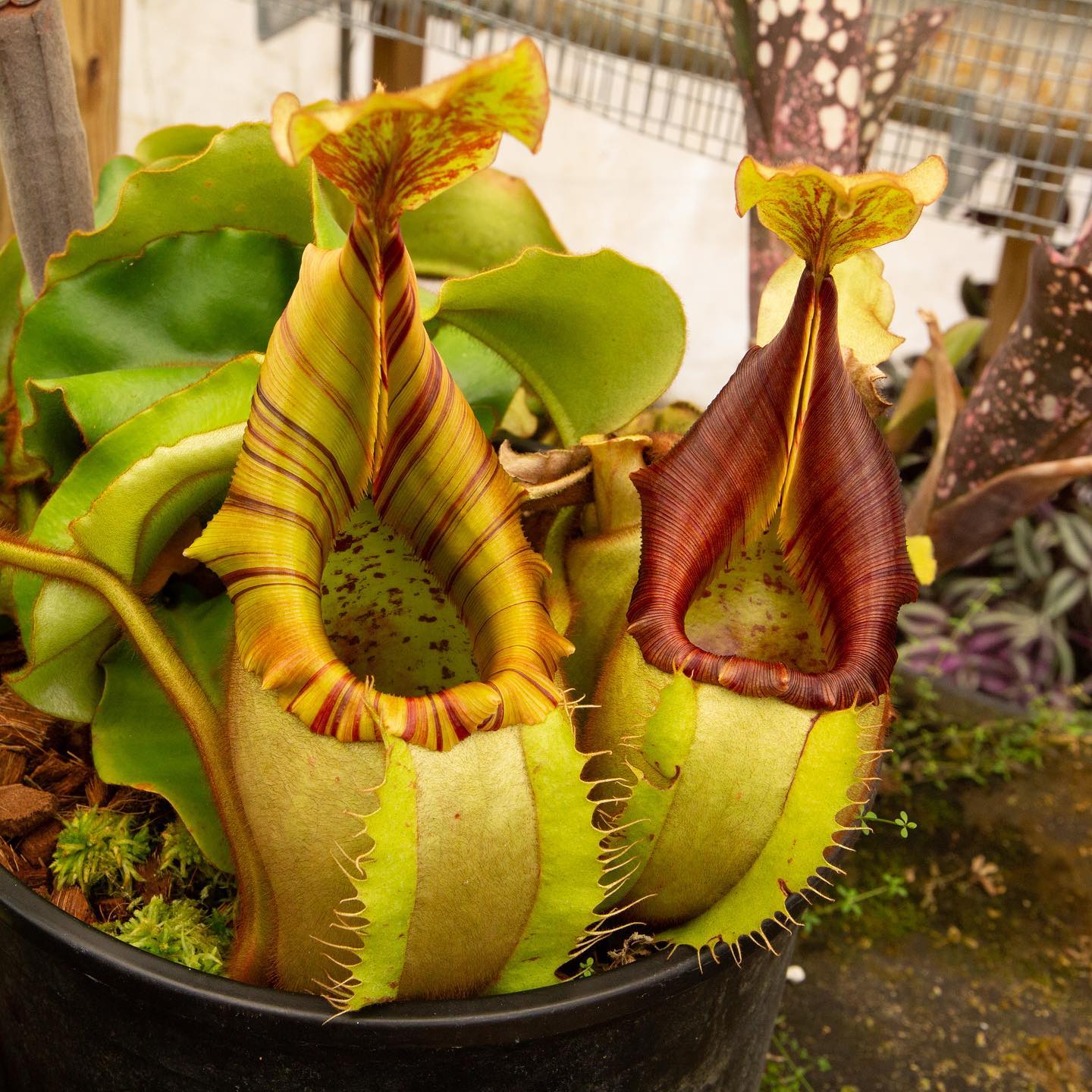 ヴェロニカ　バングル　レッドリーチュエ Introducing new Nepenthes Veitchii Grex at Redleaf Exotics