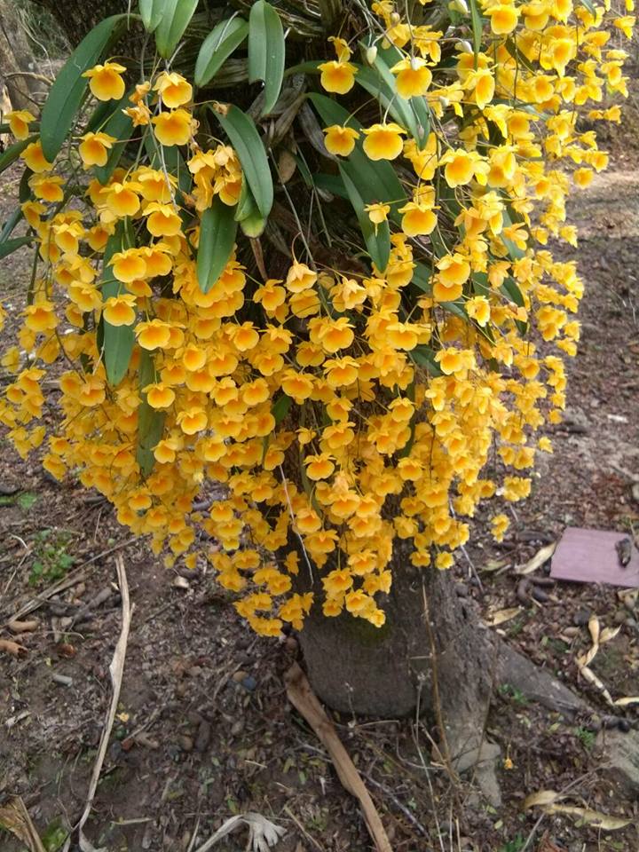 Boonkaed Sakda