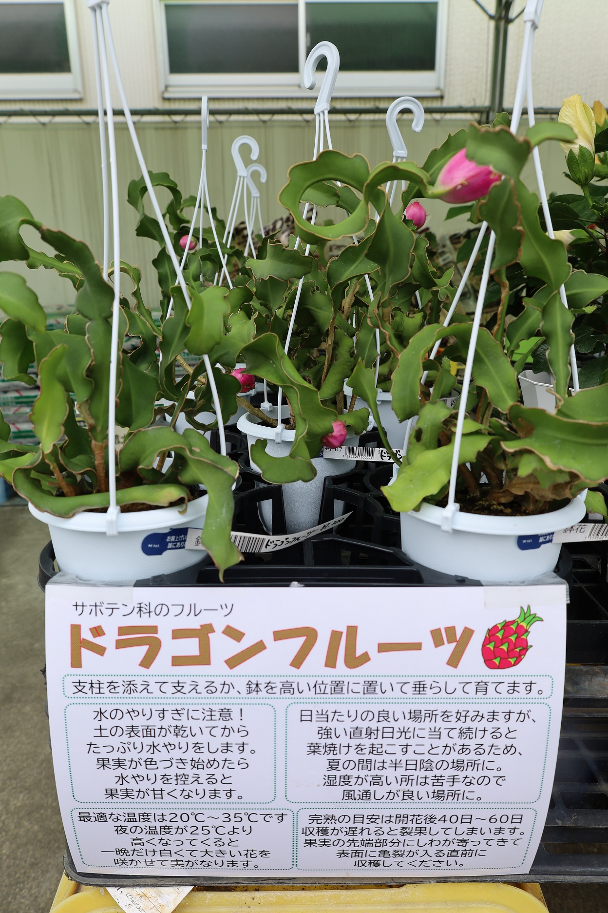 3点まとめ買い特割≪赤/紫/緑、各360g≫ 今週は珍しいドラゴンフルーツの苗木をトップに持ってきました