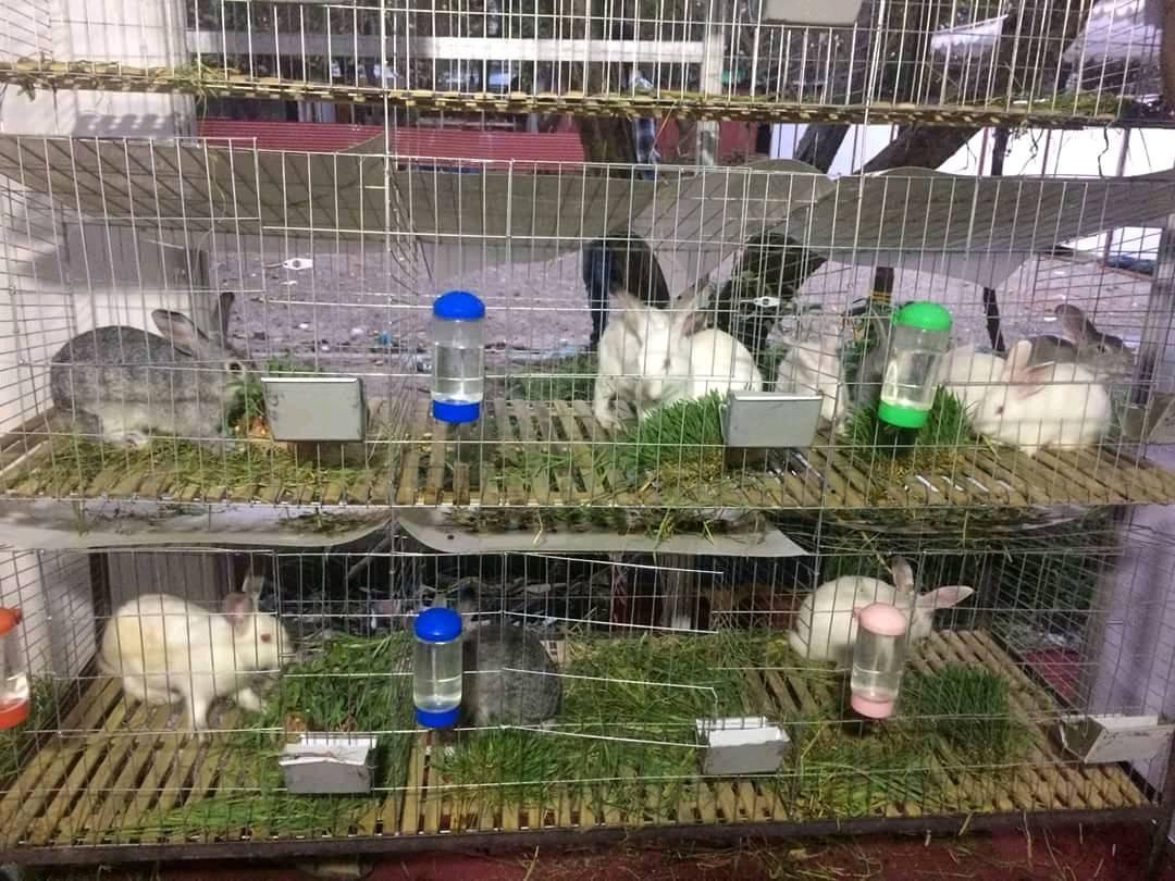 Hamro Rabbit Farm