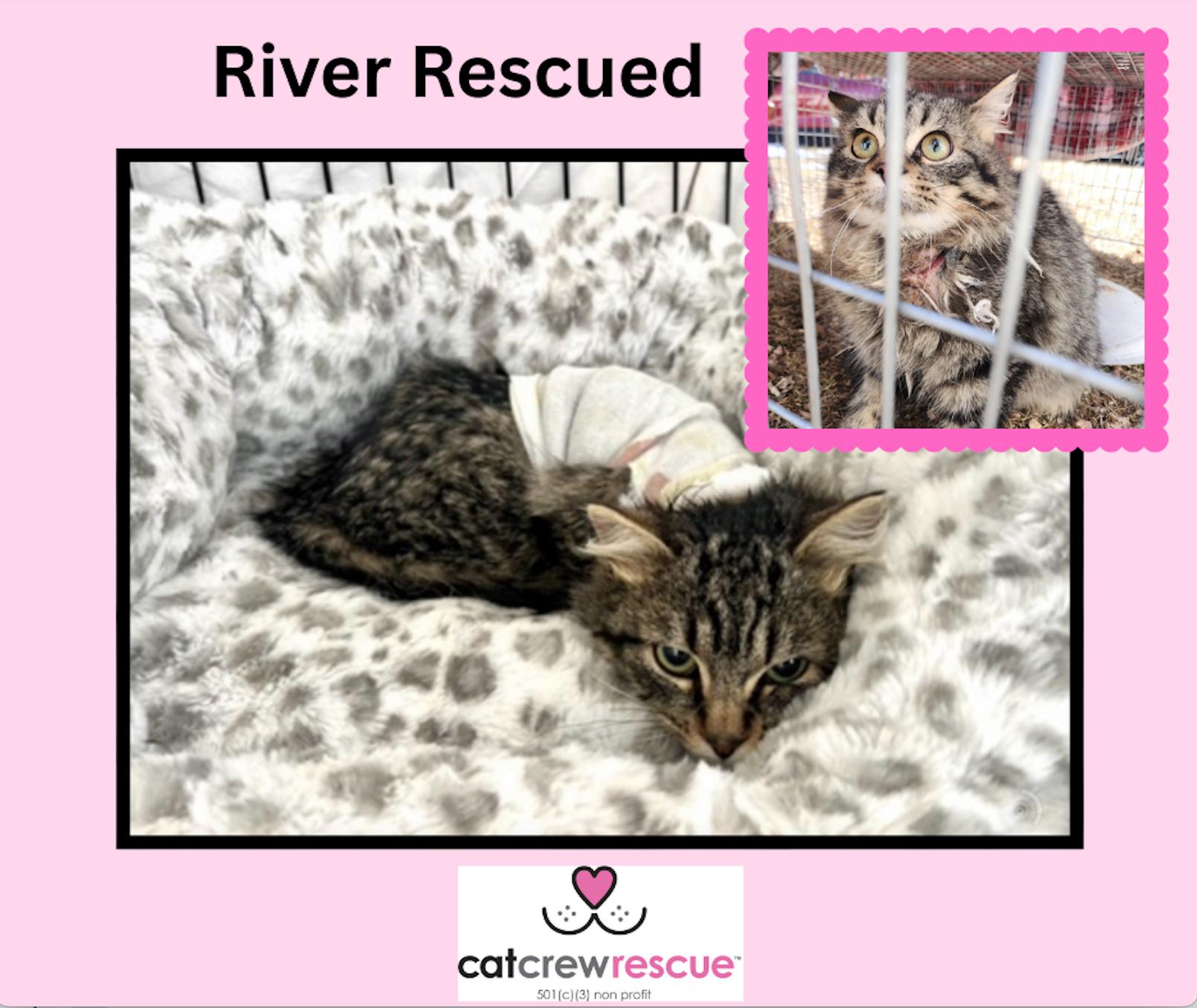 Cat Crew Rescue - This past year we rescued so many sick... | Facebook